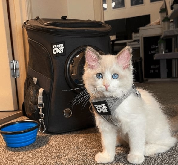 White kitten sitting with a grey Travel Cat harness on. Behind it is a black Travel Cat backpack with a blue silicon bowl